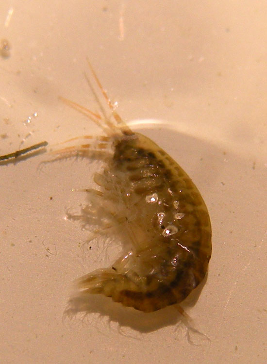 Crostacei dalle Saline di Cervia